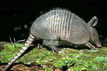 What is the best bait to trap an Armadillo?