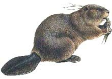 https://wildlife-traps.com/images/beavers.jpg