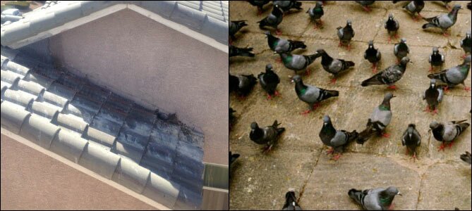 Buy Pigeon Traps, Get rid of Pigeons, Buy Pigeon trap, Pigeon control