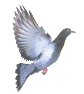 Pigeon trap – pigeon control – pigeon traps 
