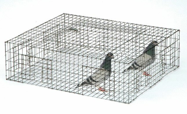 Buy Pigeon Traps, Get rid of Pigeons, Buy Pigeon trap, Pigeon control